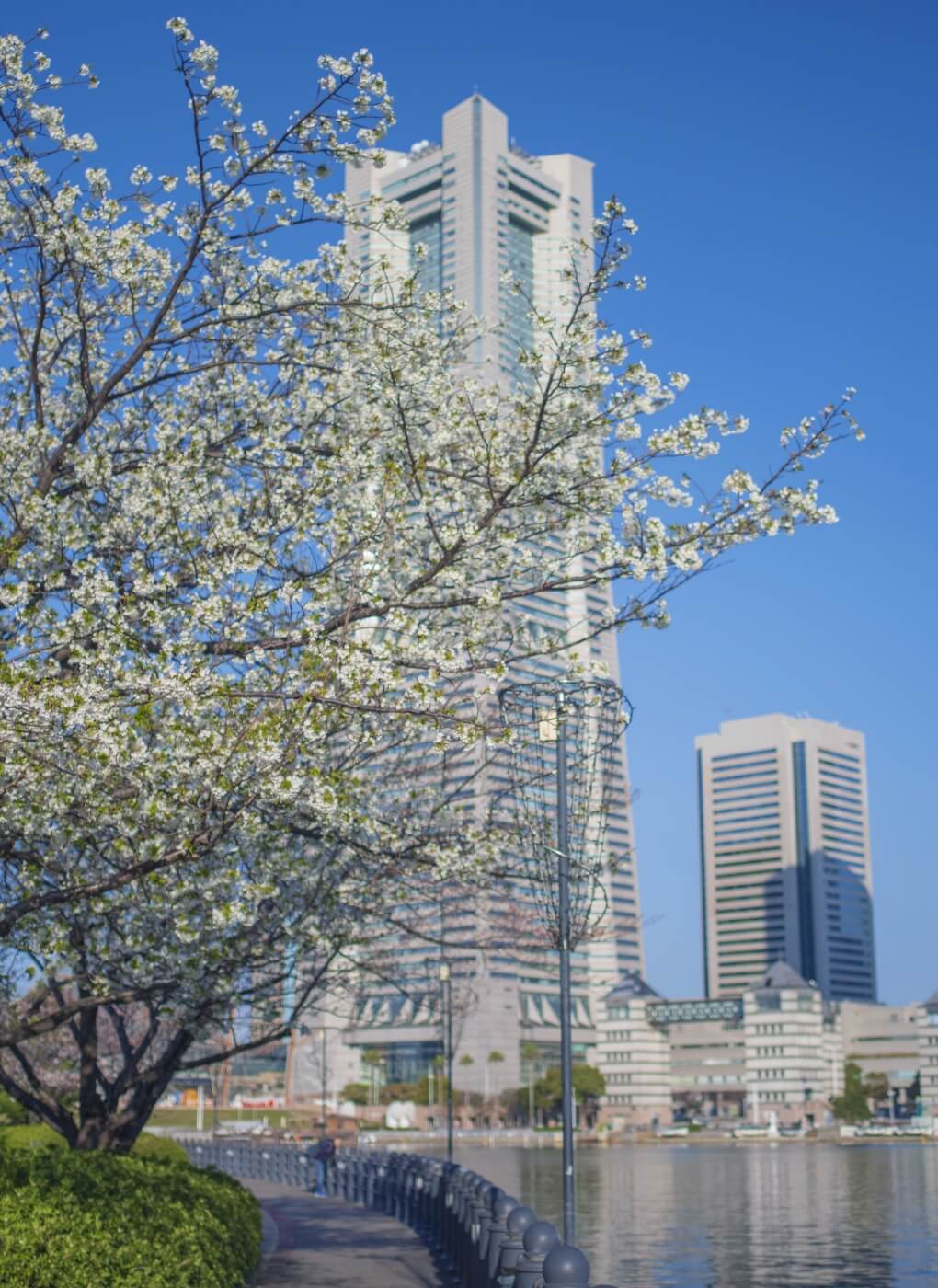 桜とランドマークタワー