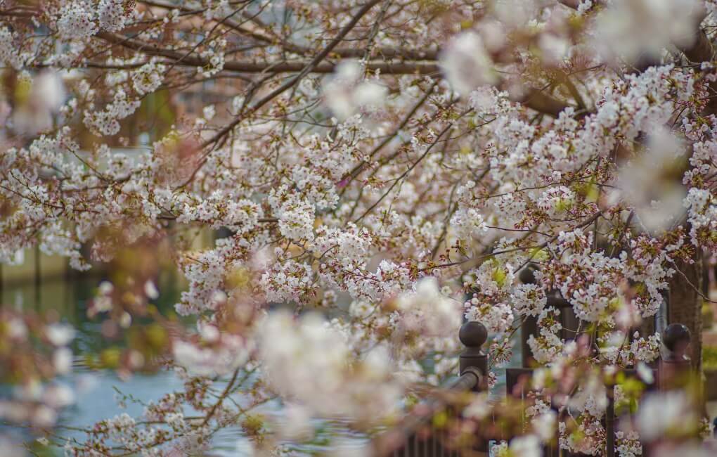 大岡川の桜並木